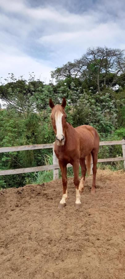 Villa Refugio Horse à Santo Antônio do Pinhal Extérieur photo